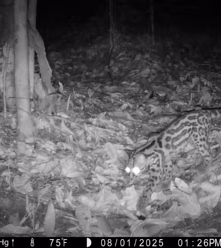 Camera trap - Haut-maroni - Guyane 2025 - Chat Margay (Leopardus wiedii)