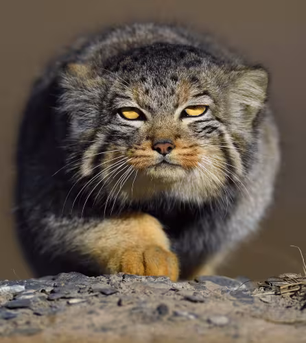 Chat Pallas (Otocolobus manul)