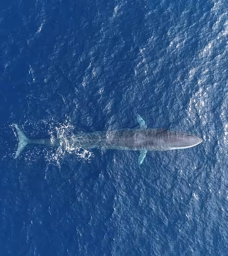 Vue aérienne d'un rorqual (Balaenoptera physalus) commun dans le Sanctuaire Pelagos, Méditerranée.