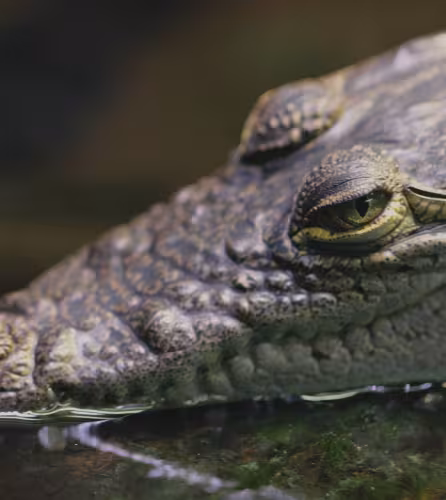 Crocodile de Morelet (Crocodylus moreletii)