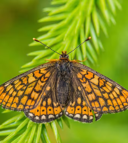 Damier de la Sucisse (Euphydryas aurinia)