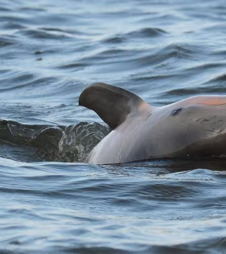 Dauphin de Guyane (Sotalia guianensis) observé par l'équipe du WWF Guyane (Guyane Française)