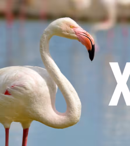 Flamant rose (Phoenicopterus ruber)