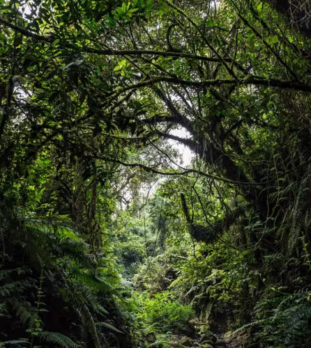 Forêt du Bassin du Congo
