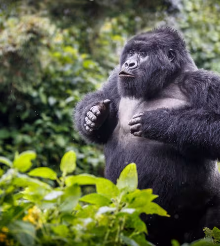 Gorille de montagne (Gorilla beringei beringei), jeune mâle.