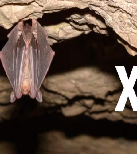 Grand murin (Myotis myotis)
