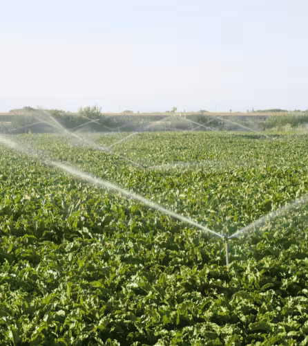 Irrigation champs agriculture