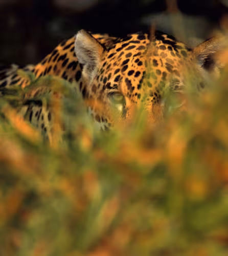 Jaguar (Panthera onca), Pantanal, Brazil.