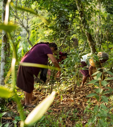 Deux femmes entretiennent leur plantation de vanille (Mexique)