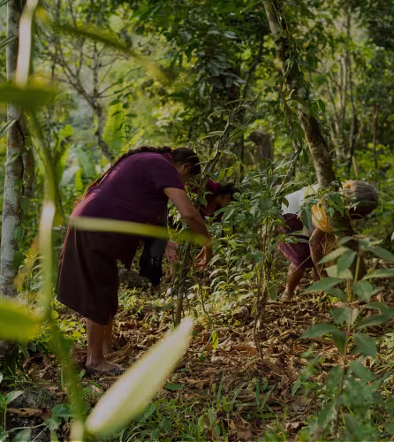 Deux femmes entretiennent leur plantation de vanille au Mexique
