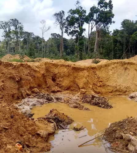 Les garimpeiros (adeptes des pratiques d'orpaillage illégal) contribuent fortement à la déforestation de l'Amazonie (Guyane française et Suriname)