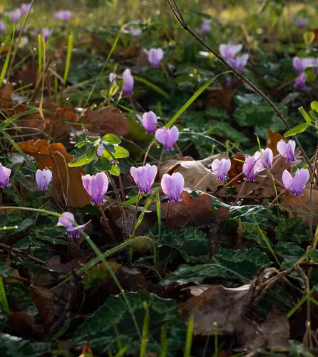 Le Cyclamen de Naples (Cyclamen neapolitanum ) - Brenne