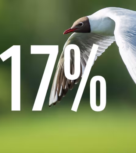 MOUETTE RIEUSE (Chroicocephalus ridibundus)