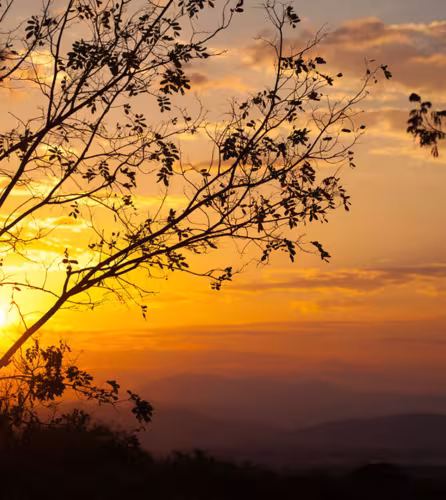 Coucher de soleil derrière un arbre dans la réserve de Selous