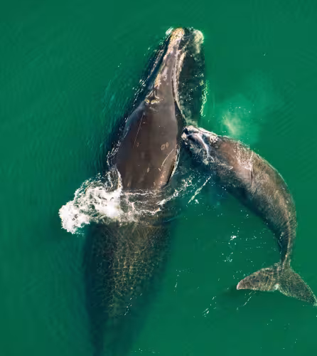 Une baleine noire (Eubalaena glacialis) et son baleineau nageant au large de la côte atlantique de la Floride.