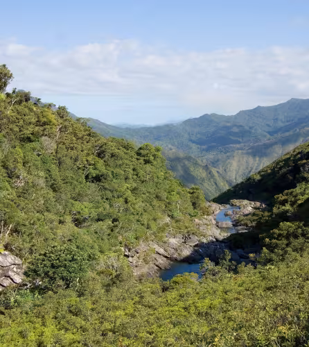 Vue d'une forêt en Nouvelle-Calédonie