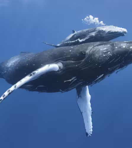 Baleine à bosse avec sont petit 