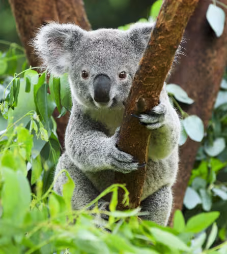Un koala (Phascolarctos cinereus) dans un arbre