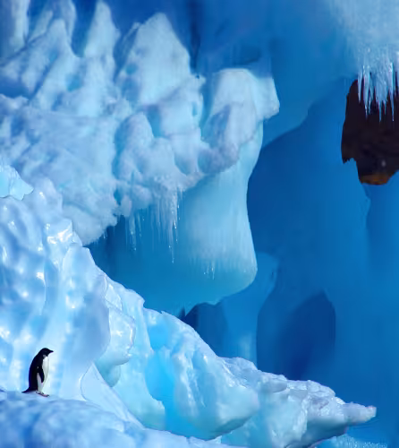 Deux manchots Adélie (Pygoscelis adeliae) sur un iceberg, Antarctique
