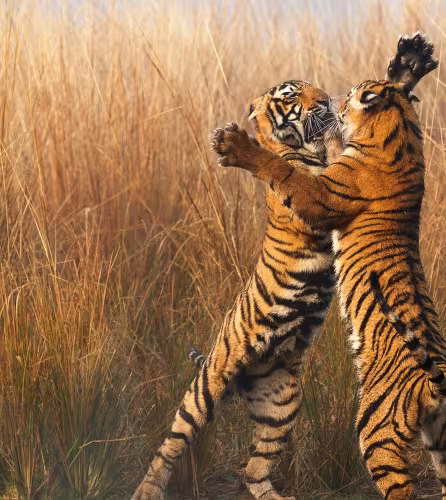 Deux jeunes tigres jouant, Parc national de Ranthambore (Inde)