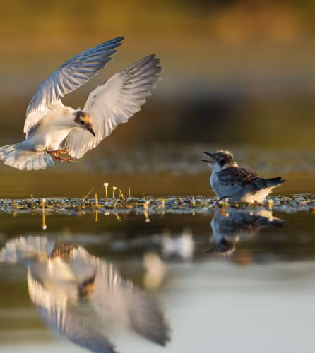 Deux guifettes moustacs en Brenne, dans la Réserve nationale naturelle de Chérine, France
