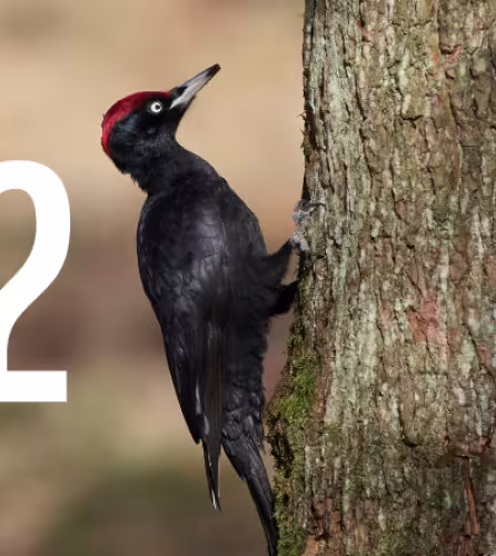 Pic Noir (Dryocopus martius)