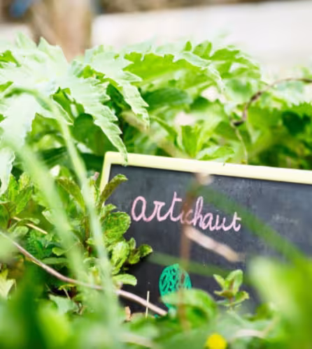 Potager pédagogique / artichaut