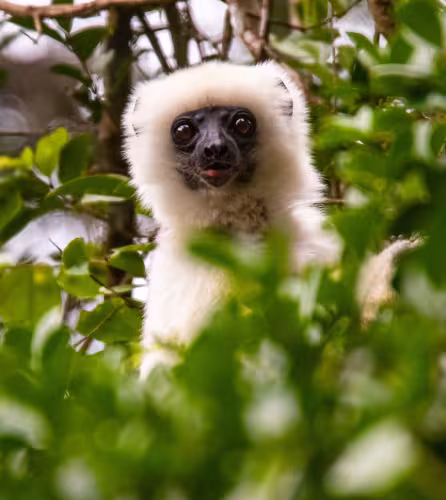 Propithèque soyeux - Madagascar
