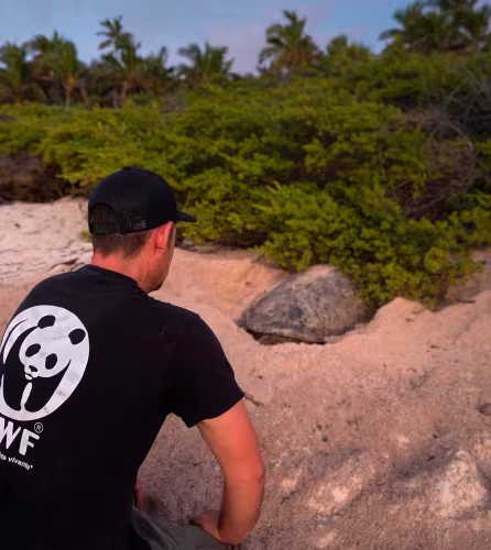 Caretta caretta