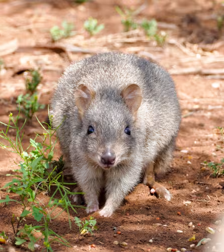 Une bettongie à queue touffue (Bettongia penicillata) dans le Zoo Monarto, Australie-Méridionale
