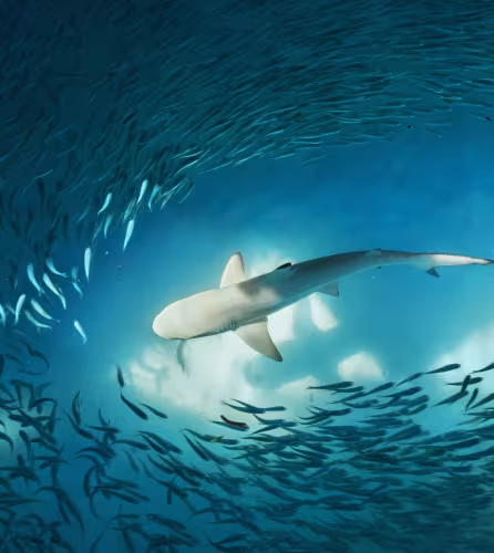 Requin à pointes noires (Carcharhinus melanopterus) et petits poissons (probablement des fusiliers) dans l'océan.