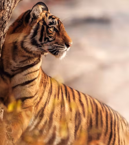 Tigre regarde en arrière au soleil