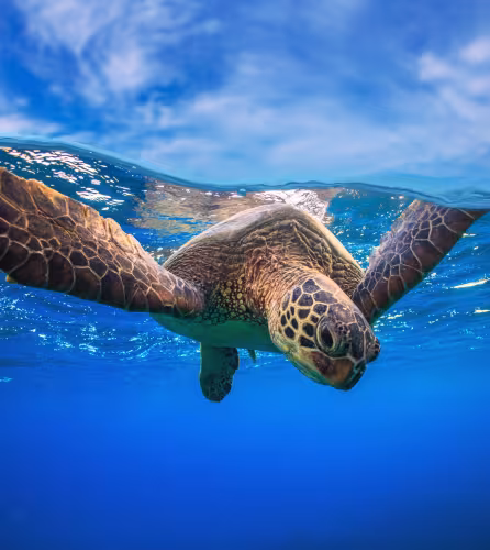 Tortue verte