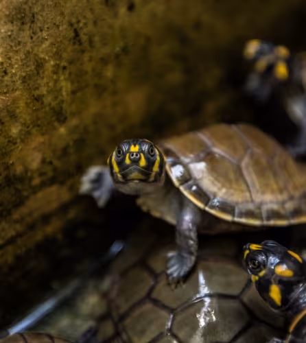 Tortues de l'Amazone à Tâches Jaune. Dans la réserve naturelle de La Pedregoza, bébés tortues sauvés des chasseurs.