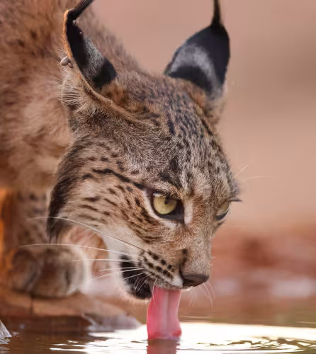 Un lynx ibérique (Lynx pardinus) en train de boire de l'eau.