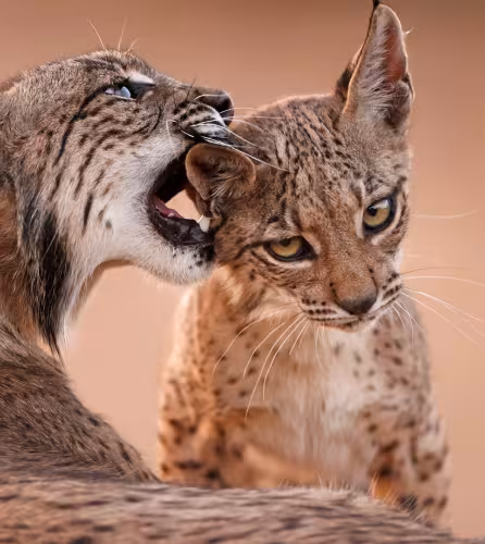 Une femelle lynx (Lynx pardinus) caline son enfant.