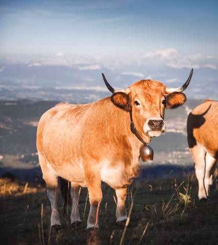 Vache avec un anneau dans une prairie