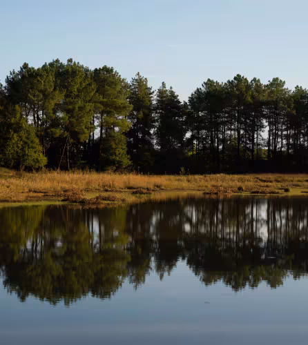 Réserve naturelle de Brenne