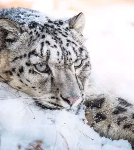 Snow leopard, pakistan