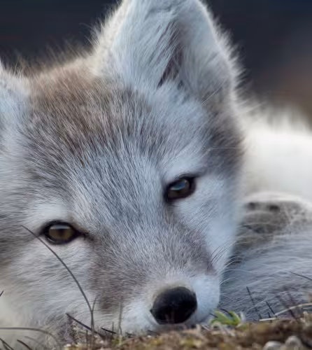 Heureux événement chez le renard d’Arctique