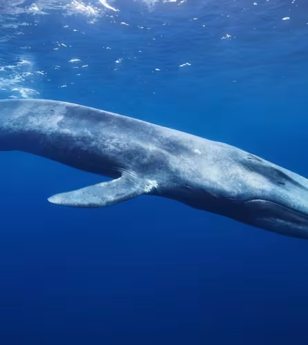 Baleine bleue (Balaenoptera musculus) à Mirissa, Sri Lanka