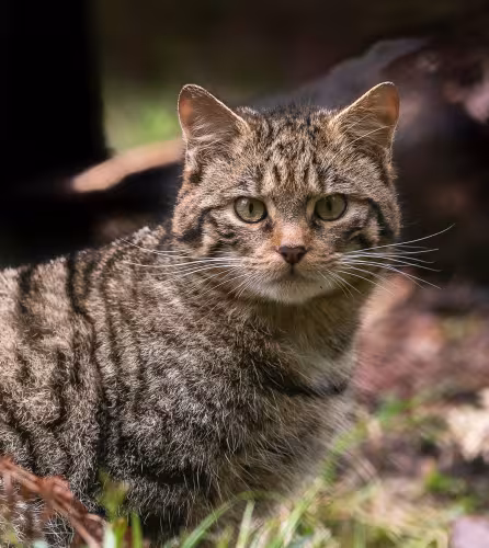 Felis silvestris 