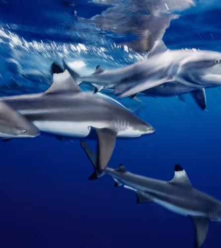 L’horizon s’éclaircit pour pour les requins et les raies