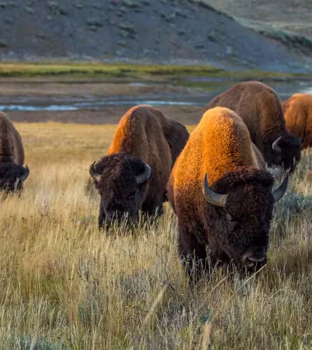 Bisons aux États-Unis