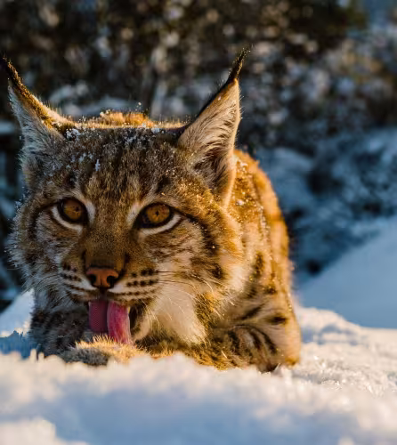 Lynx Lynx