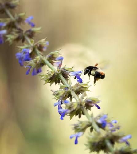 Abeille mexcaine bumble (Bombus ephippiatus) en train de butiner, El Rosario Monarch Butterfly Preserve, Mexique