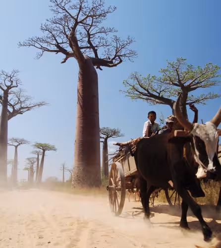 Allée des baobabs, Morondava (Madagascar)