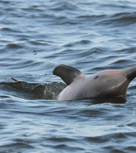 Dauphin de Guyane (Sotalia guianensis) observé par l'équipe du WWF Guyane (Guyane Française)