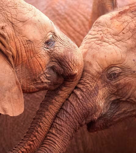 Deux éléphanteaux d'Afrique