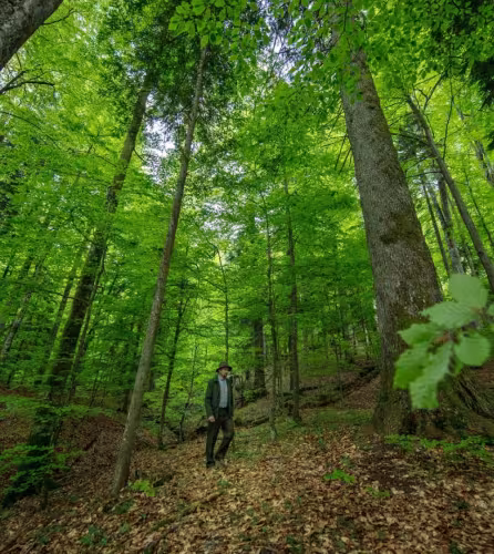 Forêt Maramures en Roumanie 
